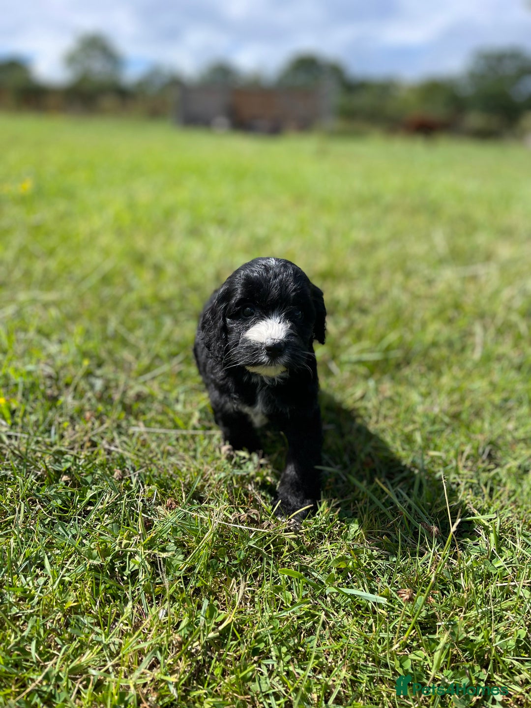 Cockapoo dogs for sale: F1 cockapoos - Image 13