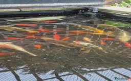 Koi Carp fish for sale: Koi/pond fish - Image 6