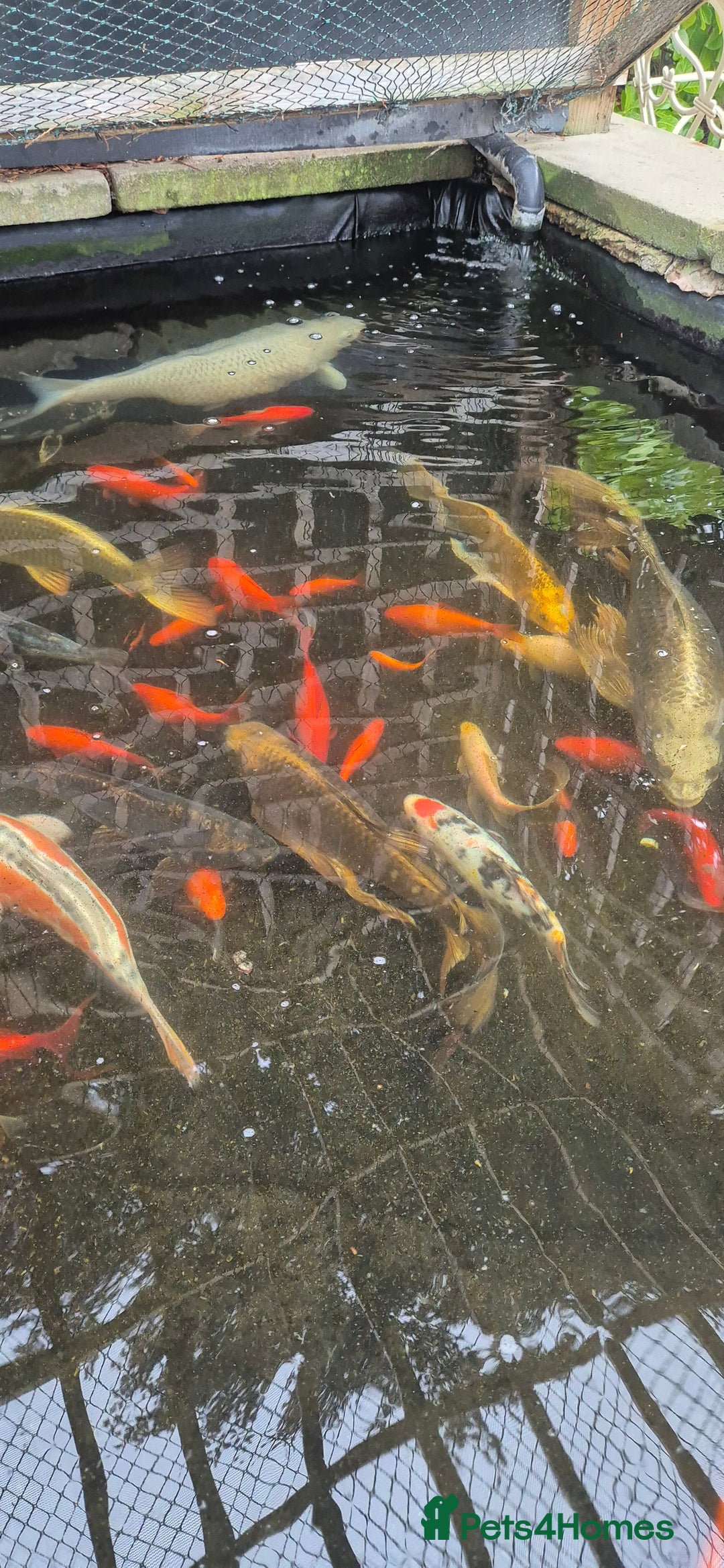 Koi Carp fish for sale: Koi/pond fish - Image 6