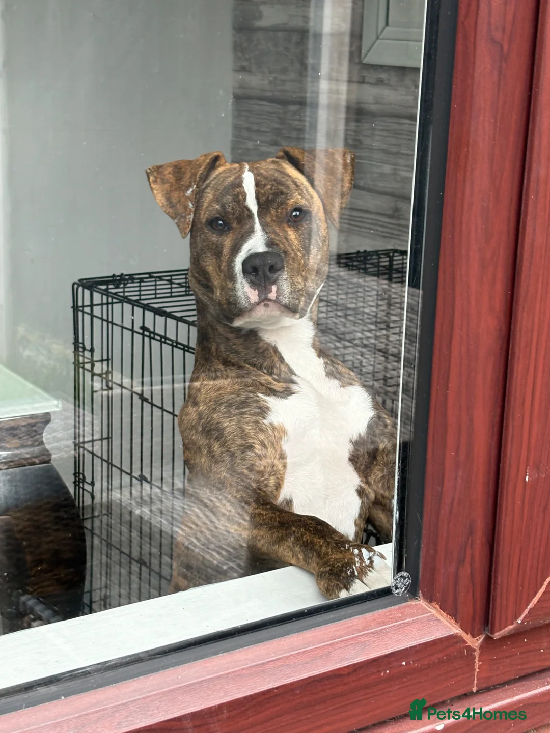 Mixed Breed dogs for sale: Dog for sale  in Liverpool - Advert 2