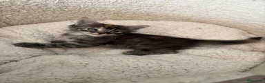 Ragcoon 2