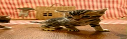 Bengal cats for sale: Beautiful Bengal Kittens for sale - Advert 15
