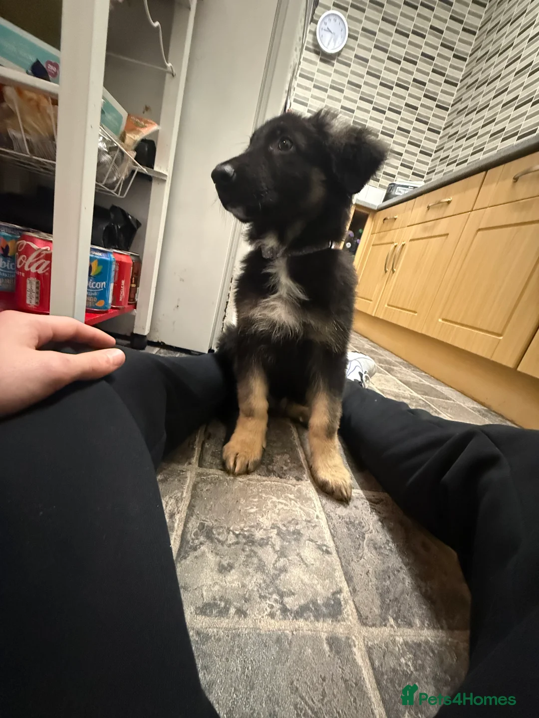 German Shepherd dogs for sale: His name is rocco  - Advert 4