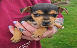 Jack Russell dogs for sale: GORGEOUS JACK RUSSELL PUPPIES  - Image 5