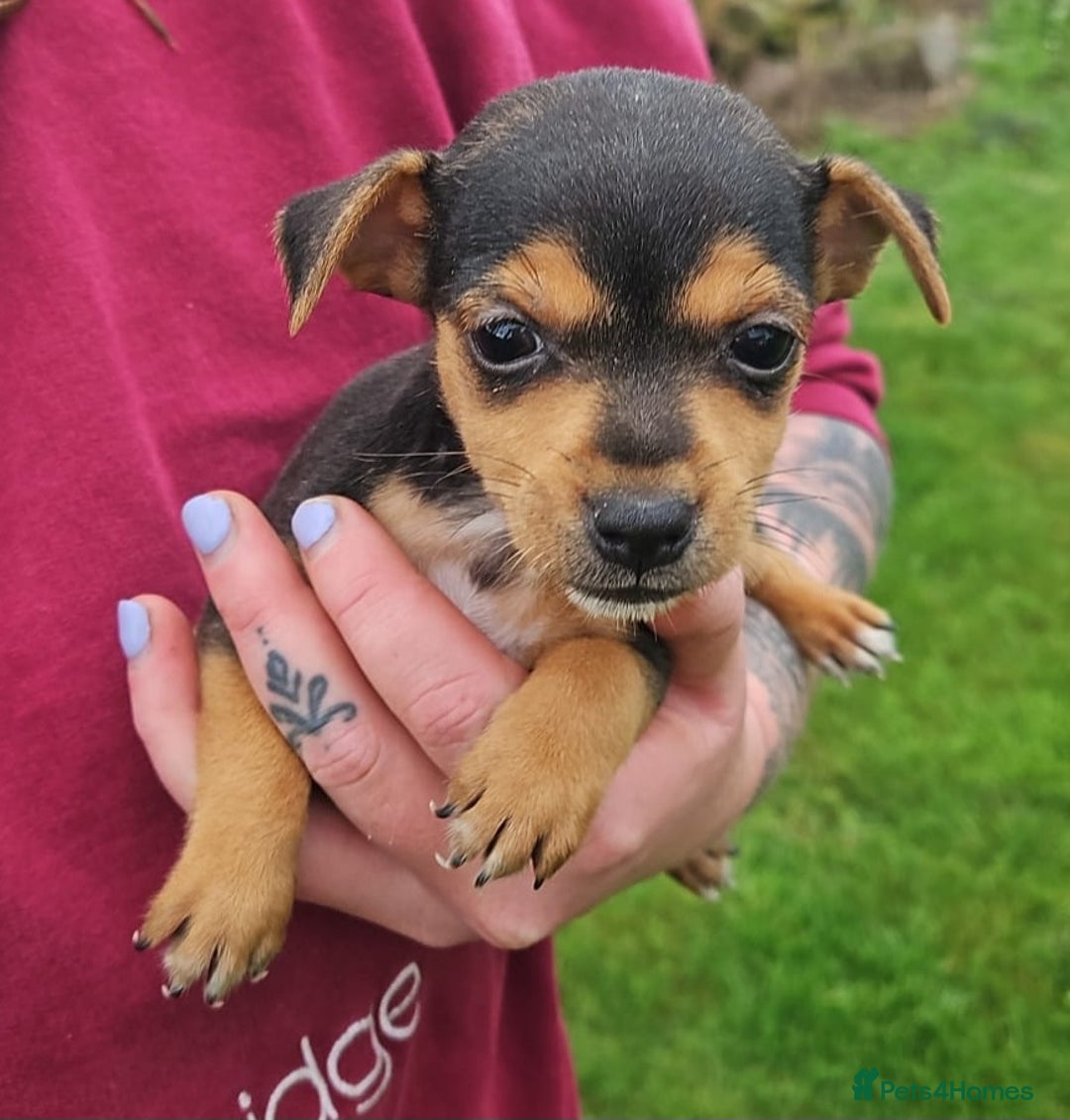 Jack Russell dogs for sale: GORGEOUS JACK RUSSELL PUPPIES  - Image 5
