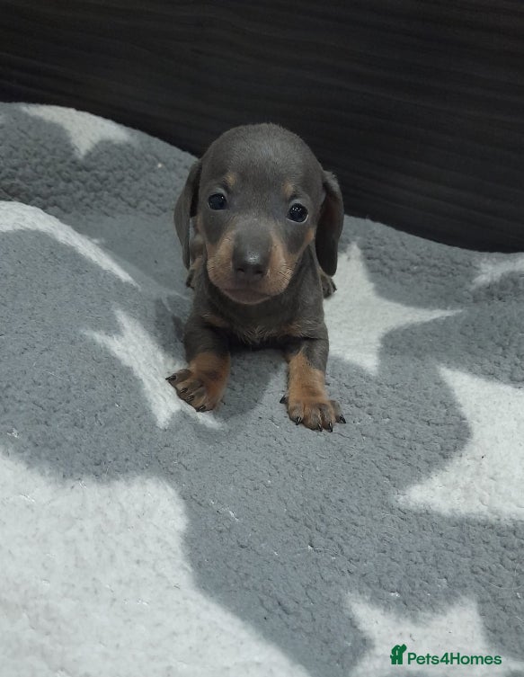 Miniature Dachshund dogs READY NEXT WEEK BLUE AND TAN GIRLS  - Advert 1