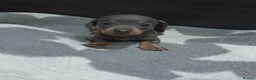 Miniature Dachshund dogs for sale: Miniature dachshund puppies  - Advert 7