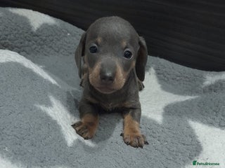 Miniature Dachshund dogs READY NEXT WEEK BLUE AND TAN GIRLS - Advert 8