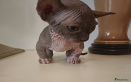 Dwelf cats for sale: STUNNING DWELF - Image 1