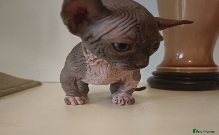 Dwelf cats - Advert 1