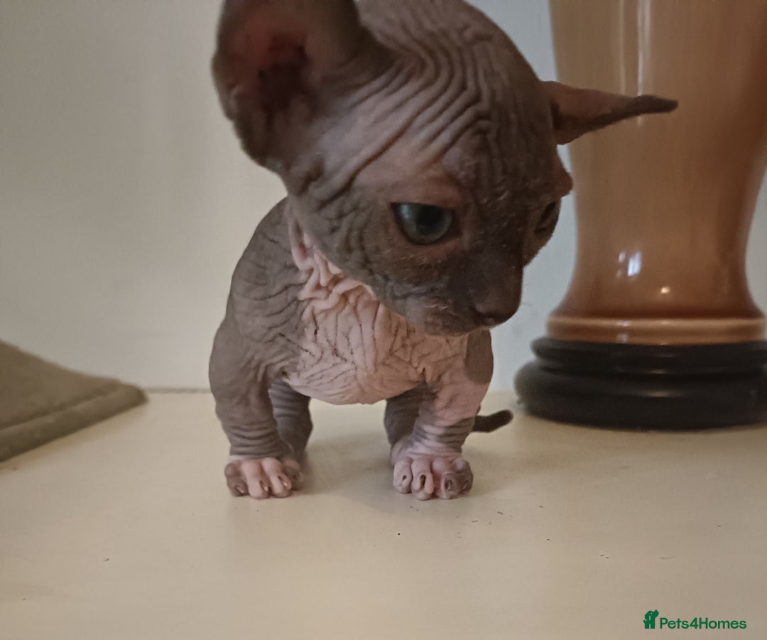 Dwelf cats for sale: STUNNING DWELF - Image 1