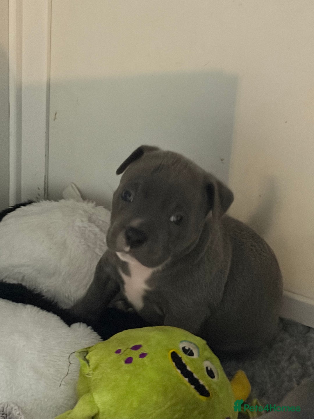 Staffordshire Bull Terrier dogs for sale: Pure Pedigree Blue Staffie Pups - Advert 14