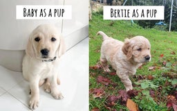 Goldador dogs for sale: A Special Litter of Goldador Puppies - Image 23