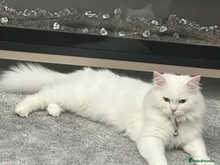 Mixed Breed cats Mixed Breed White Cat - Advert 1