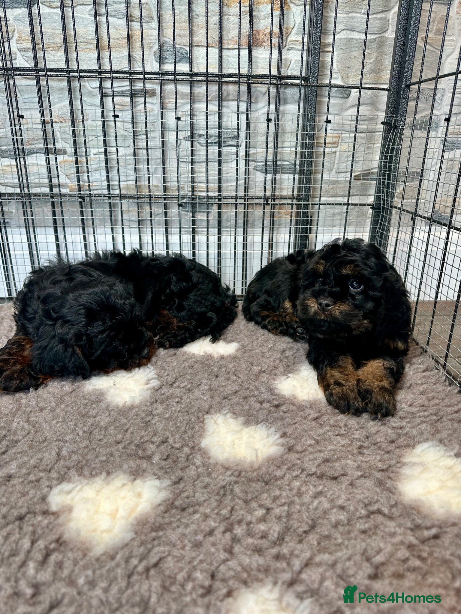Cavapoo dogs Adorable Cavapoo puppies. Health tested Parent.  - Advert 2