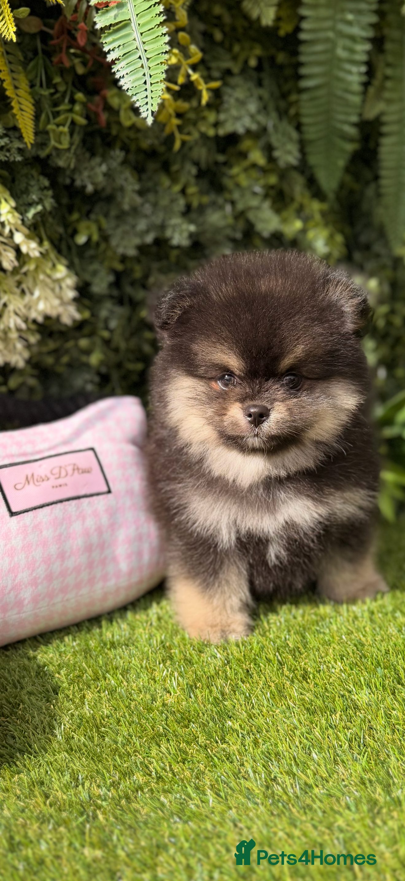 Pomeranian dogs Adorable Black & Tan Pomeranian Puppies for Sale - Advert 2