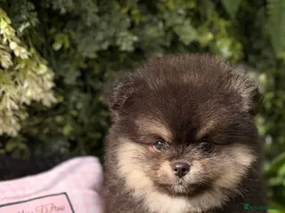 Pomeranian dogs Adorable Black & Tan Pomeranian Puppies for Sale - Advert 2