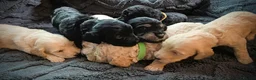 Cockapoo dogs for sale: Beautiful cute cockapoo’s F2  - Advert 1