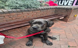 Cane Corso dogs for sale: Cane corso Rex 5 months old  - Image 3