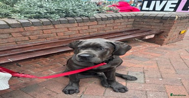 Cane Corso dogs - Advert 11