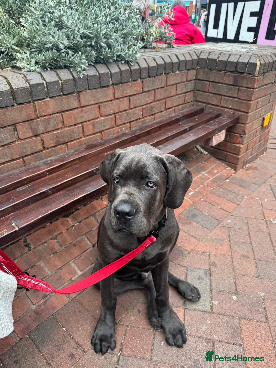 Cane Corso dogs for sale: Cane corso Rex 5 months old  - Image 3