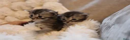 Mixed Breed cats for sale: Adorable mixed kittens for sale - Advert 7