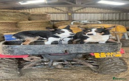 Border Collie dogs for sale: Ted - Border Collie looking for a new pet home - Image 3