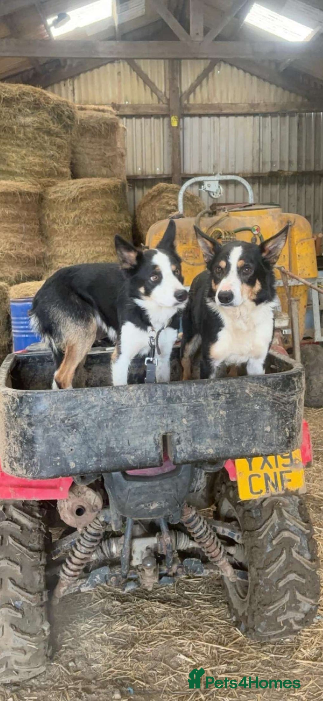 Border Collie dogs for sale: Ted - Border Collie looking for a new pet home - Image 3