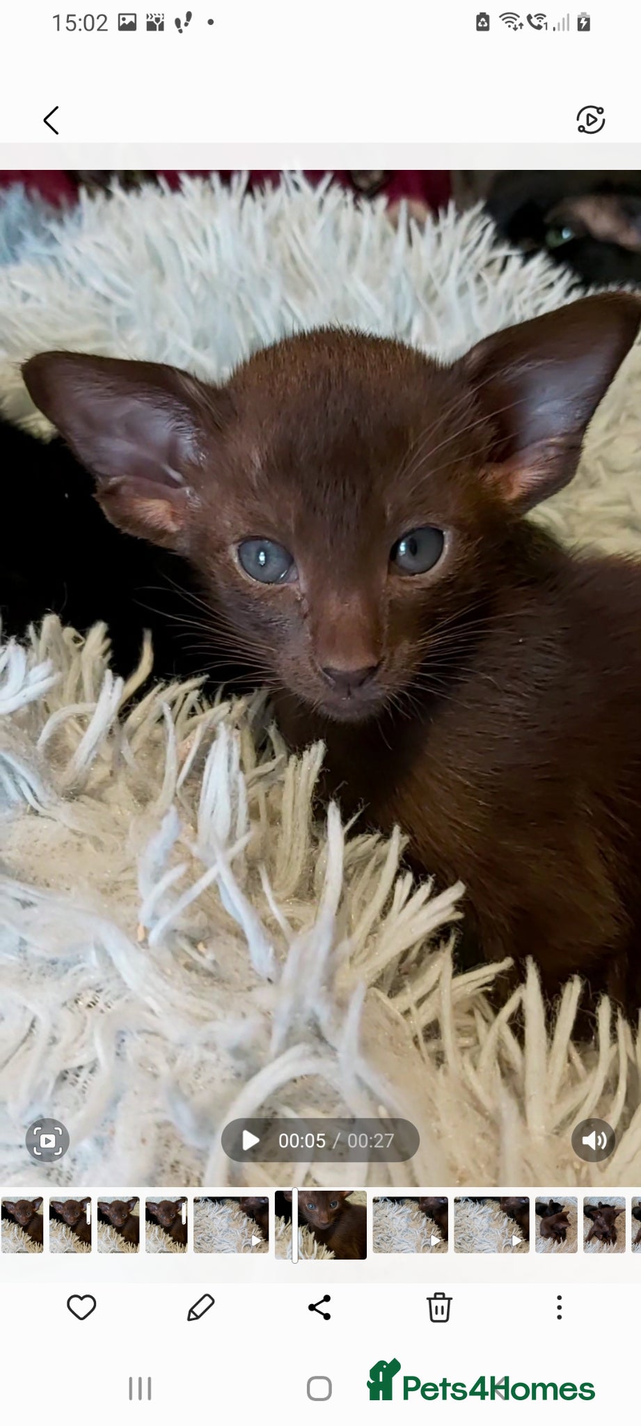 Oriental cats Full Pedigree Oriental 2 Kittens XL size ears GCCF - Advert 4