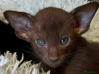 Oriental cats Full Pedigree Oriental 2 Kittens XL size ears GCCF - Advert 4