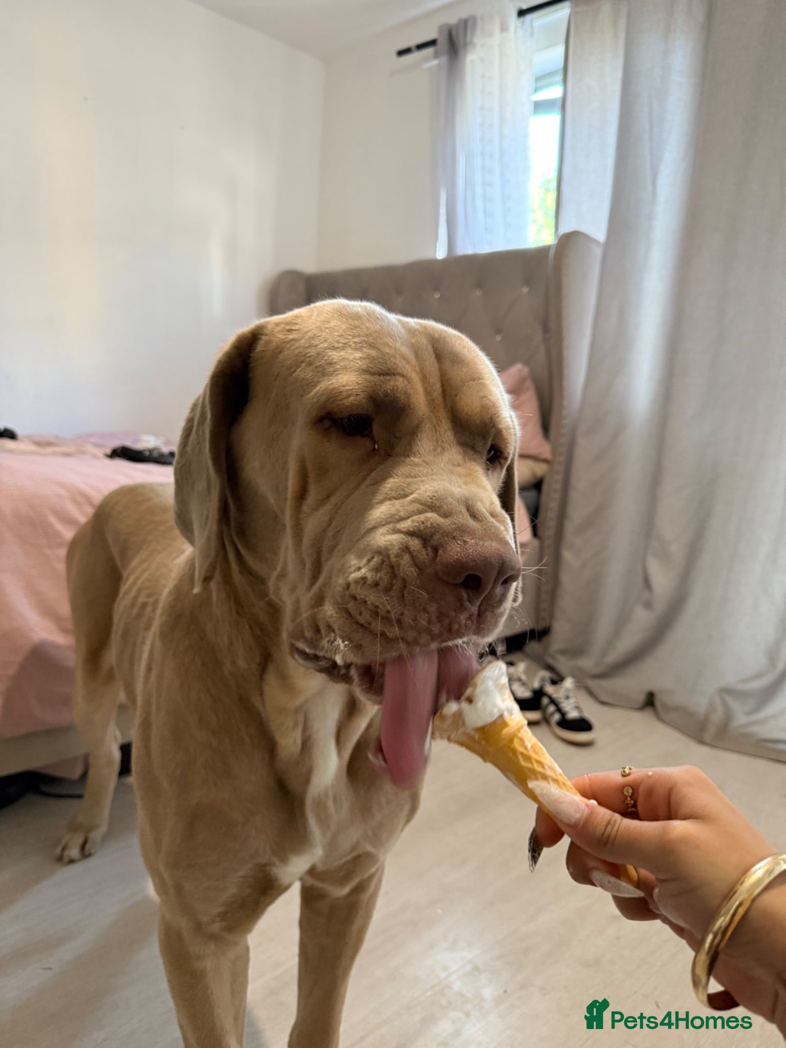 Cane Corso dogs for sale: Beautiful cane corso boy for sale  - Advert 5
