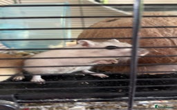 Gerbil rodents for sale: 4 males gerbils and set up  - Image 1