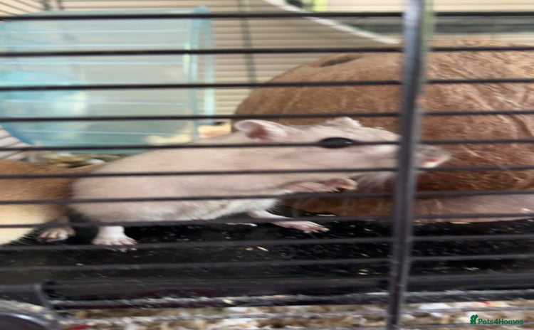 Gerbil rodents - Advert 1