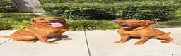 Labrador Retriever dogs for sale: Beautiful KC Registered Fox Red Labrador Puppies - Advert 2