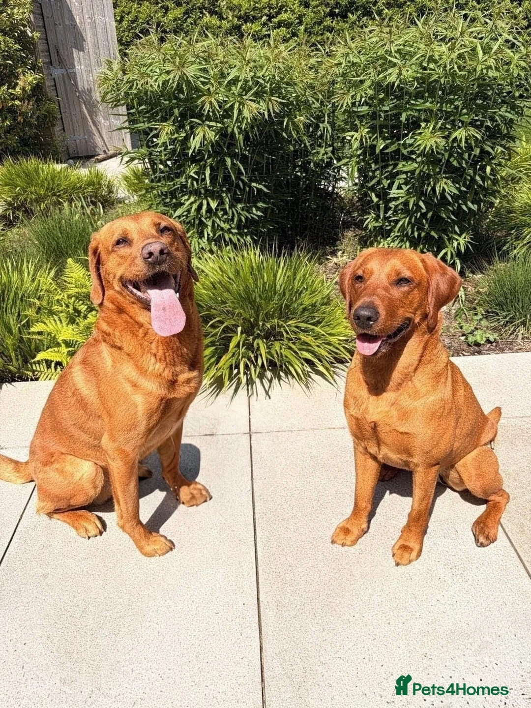 Labrador Retriever dogs for sale: Beautiful KC Registered Fox Red Labrador Puppies - Advert 2
