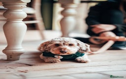 Miniature Dachshund dogs for stud: Handsome Mini Daschund for Stud - Image 6