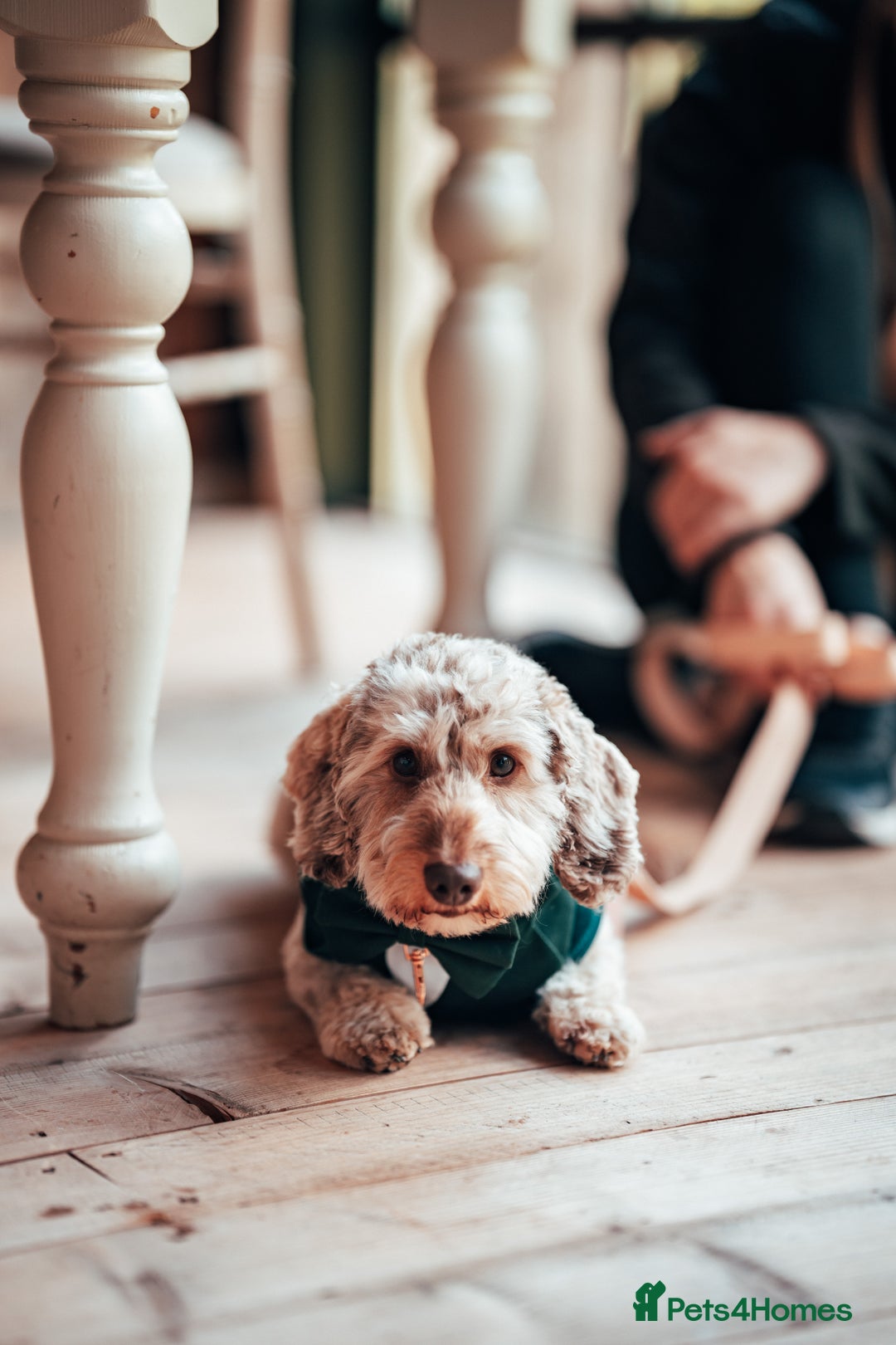 Miniature Dachshund dogs for stud: Handsome Mini Daschund for Stud - Image 6