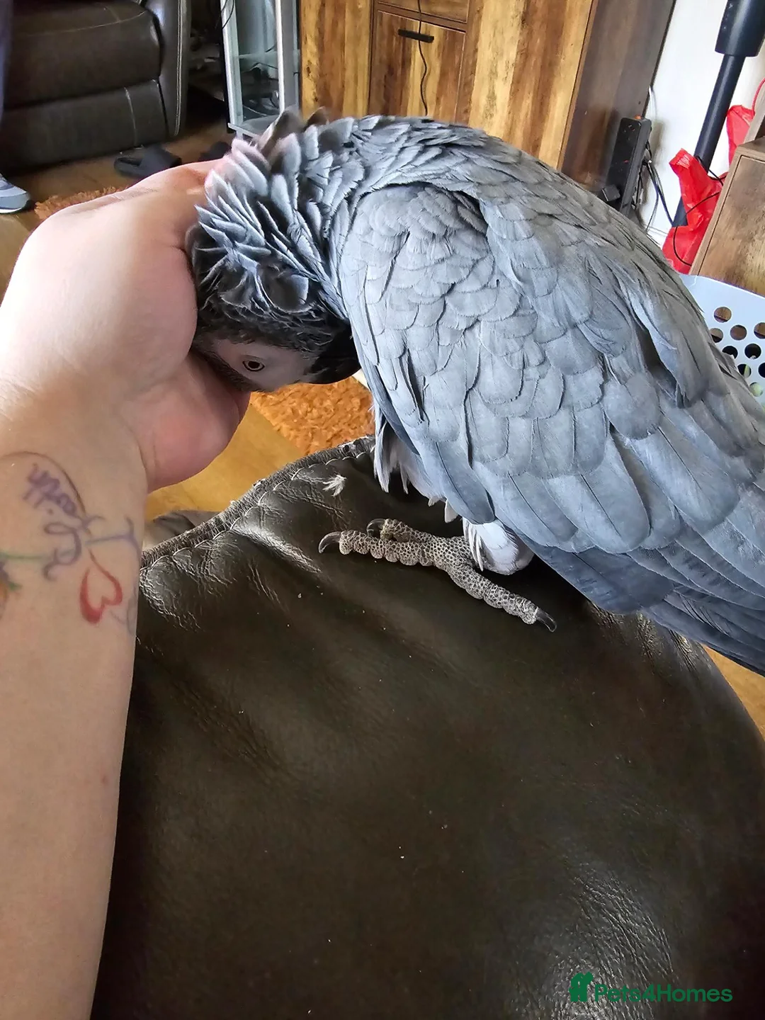 Parrots birds for sale: African grey female -Flo in Barnsley - Advert 1