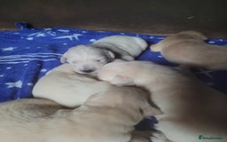 Golden Retriever dogs for sale: Golden Retriever - Image 3