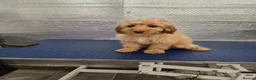 Cockapoo dogs for sale: 1 female F1 Cockapoo - Advert 13