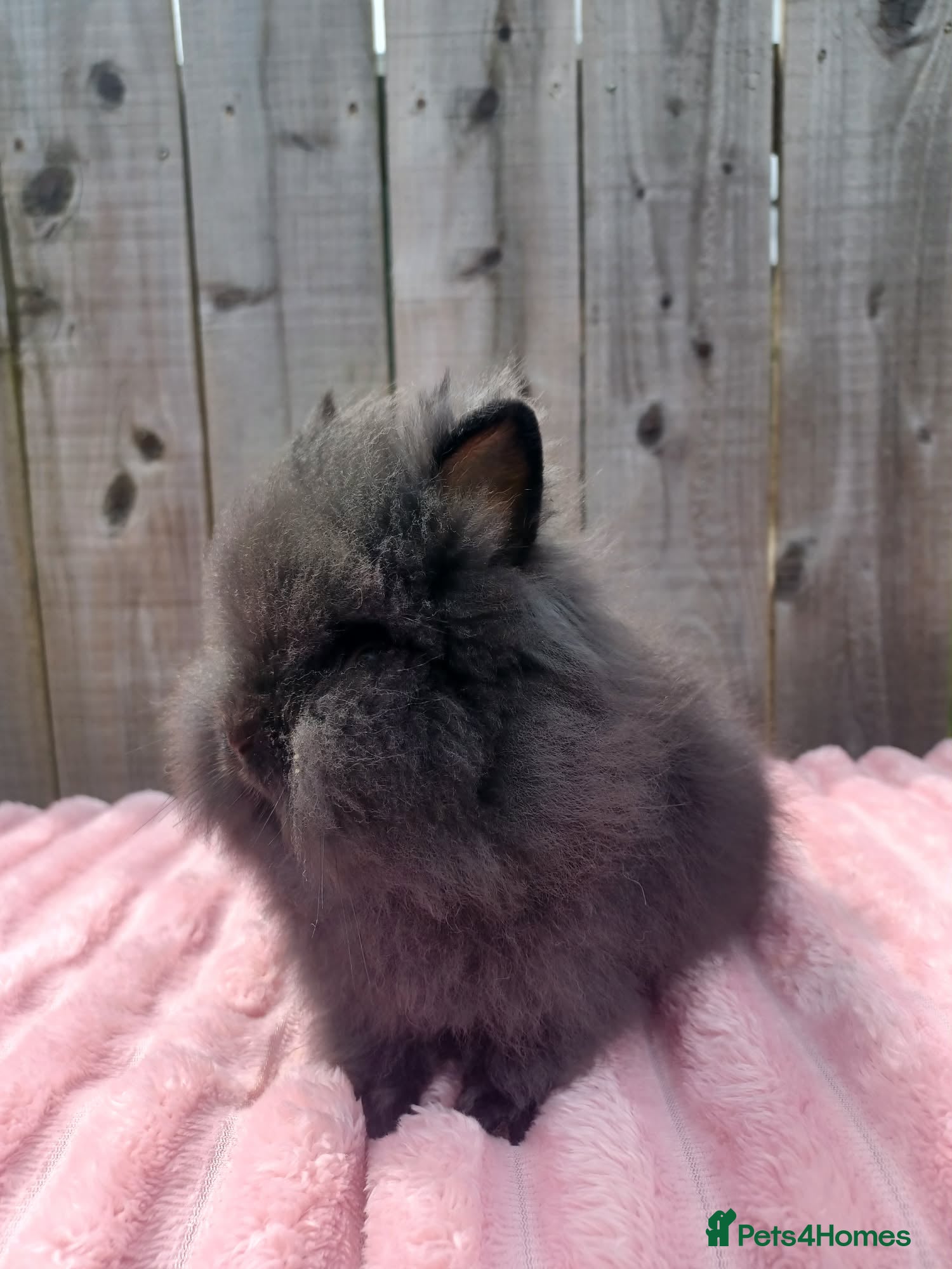 Lionhead rabbits Lionhead buns - Advert 18