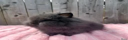 Lionhead rabbits for sale: Lionhead buns - Advert 1