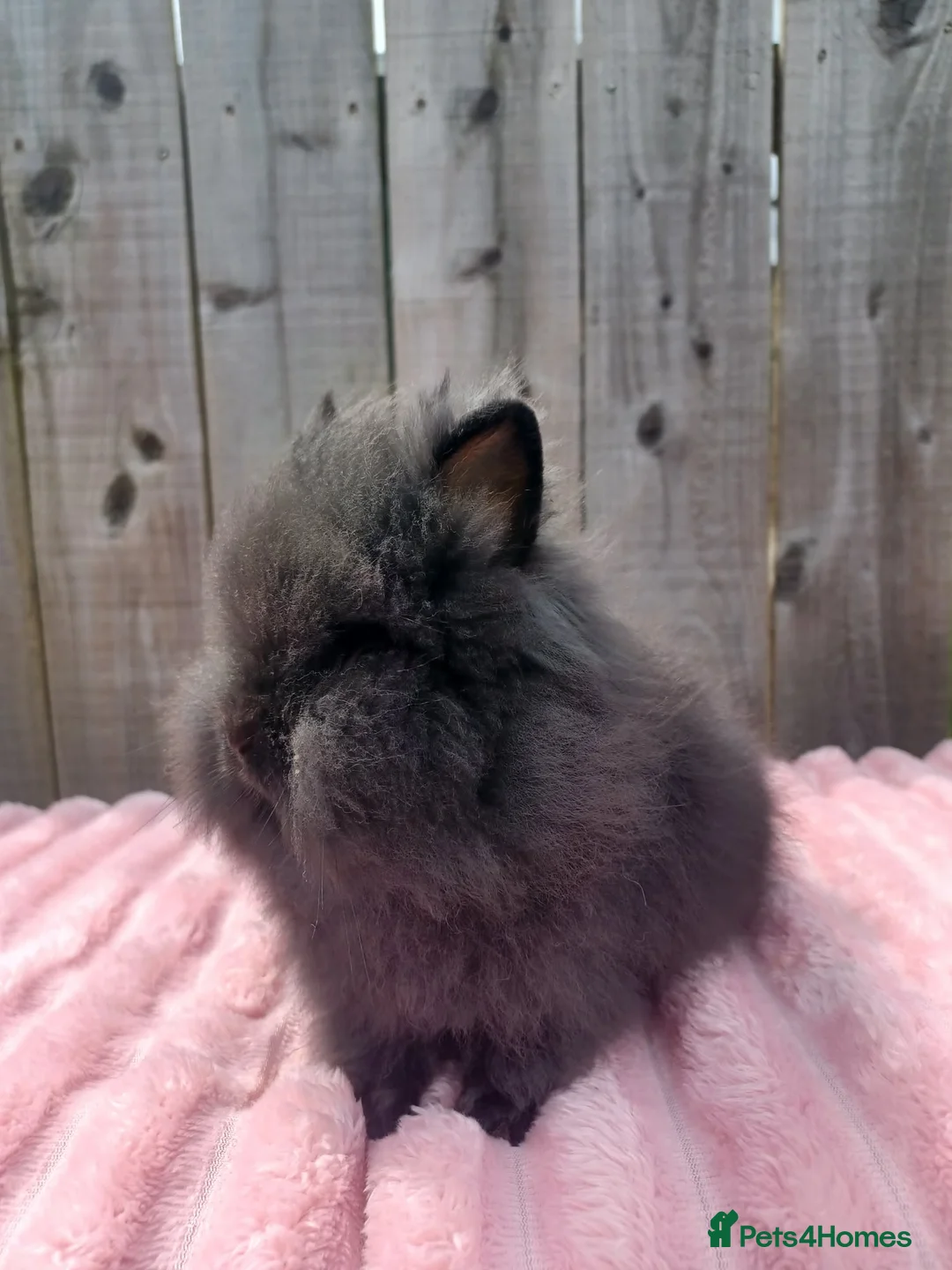 Lionhead rabbits for sale: Lionhead buns - Advert 1