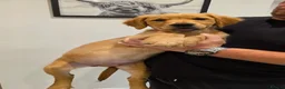 Golden Retriever dogs for sale: Fully Vaccinated Working Golden Retriever puppy - Advert 1