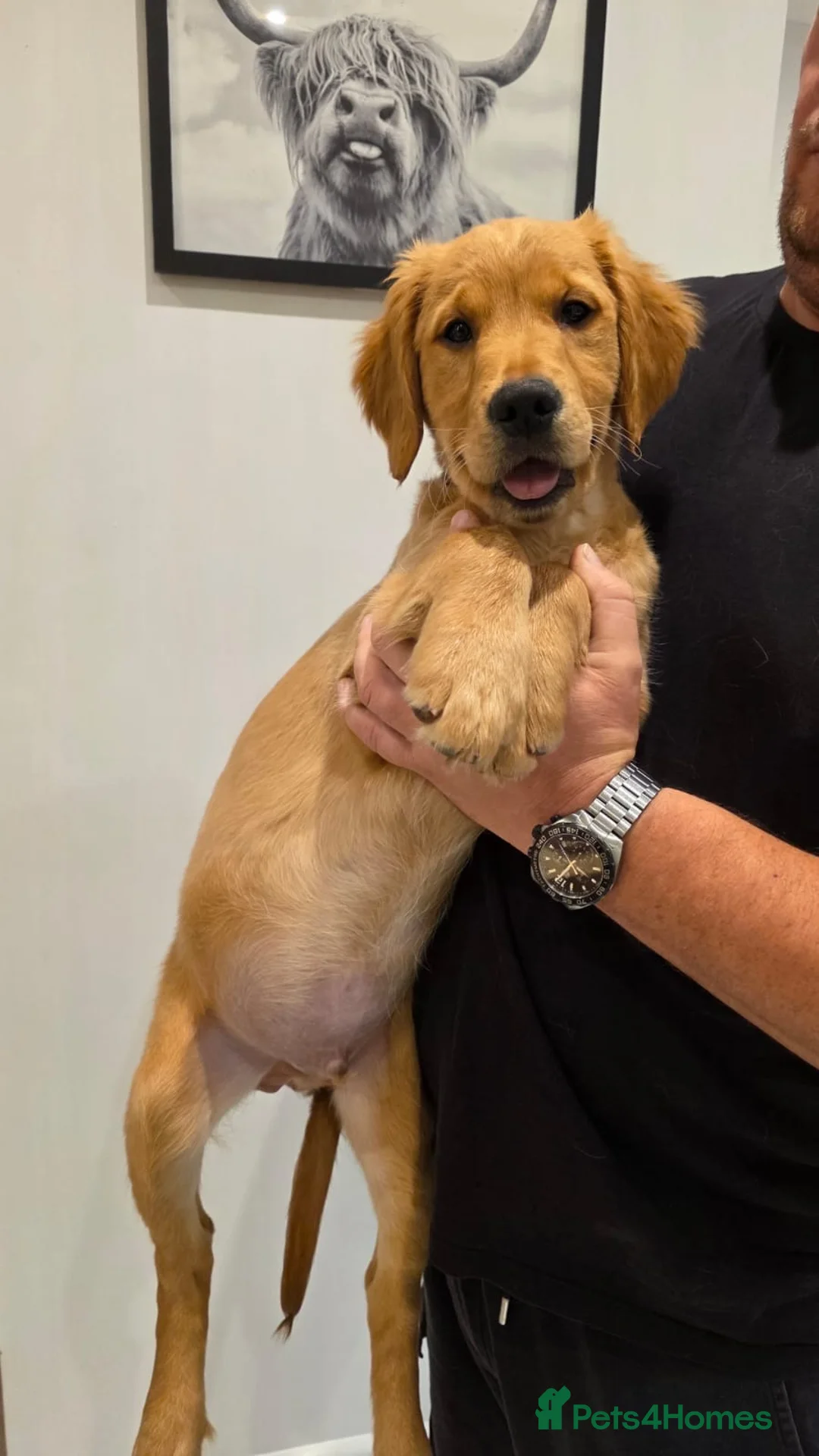 Golden Retriever dogs for sale: Fully Vaccinated Working Golden Retriever puppy - Advert 1