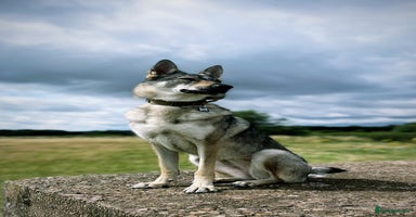 Mixed Breed dogs - Advert 2