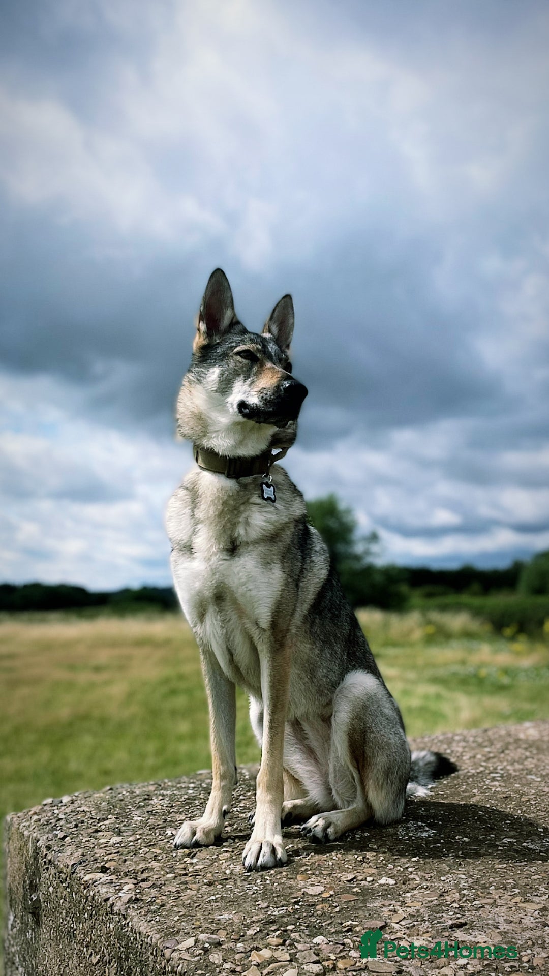 Mixed Breed dogs for sale: Czechoslovakian wolfdog for good home - Image 2