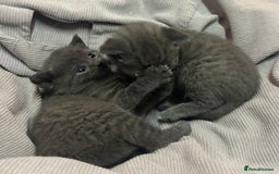 Russian Blue cats for sale: One beautiful Russian blue girl left 🩷 - Advert 14