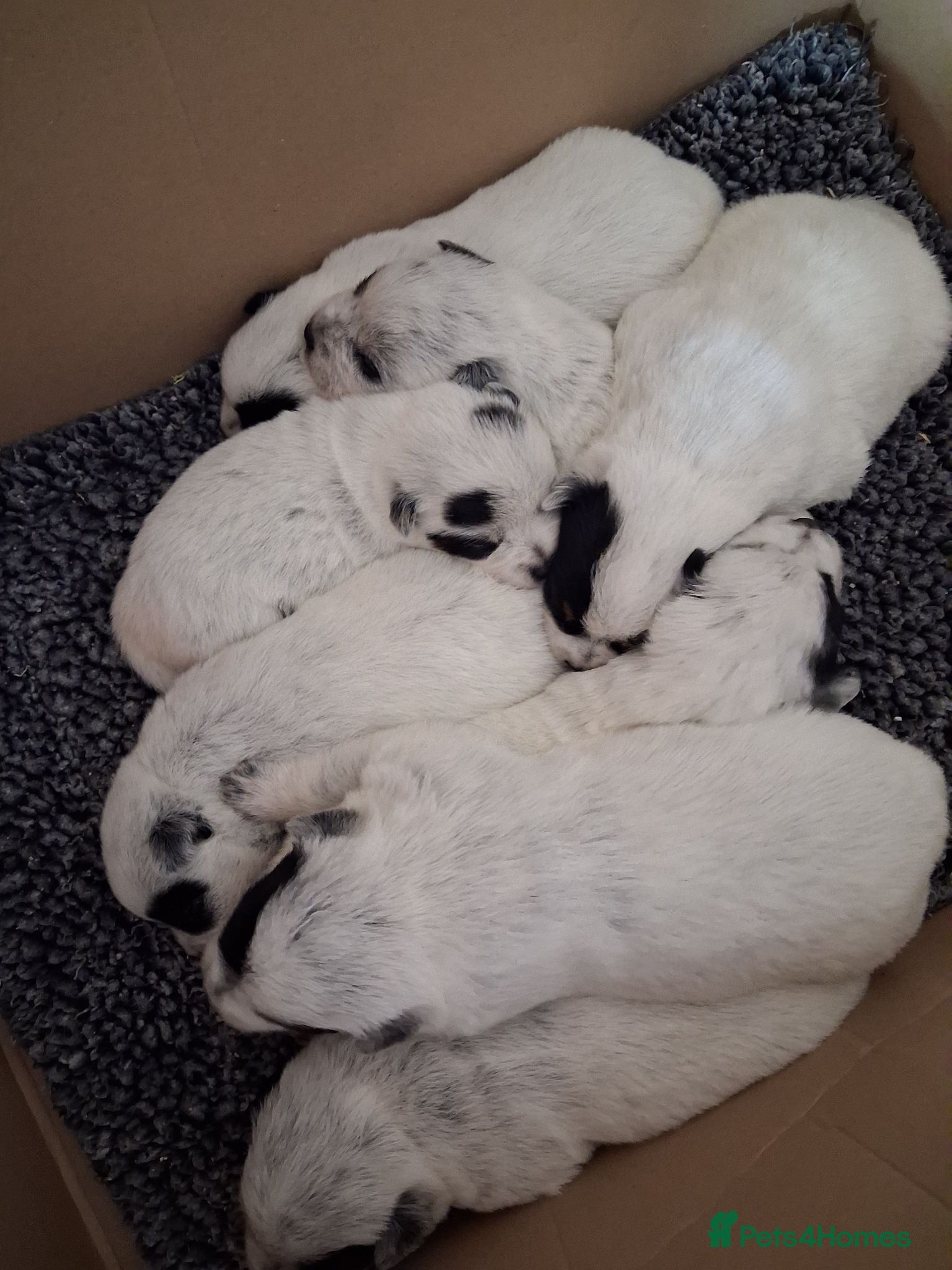 Australian Cattle Dog dogs Stunning cattle dogs waiting list now open - Advert 2