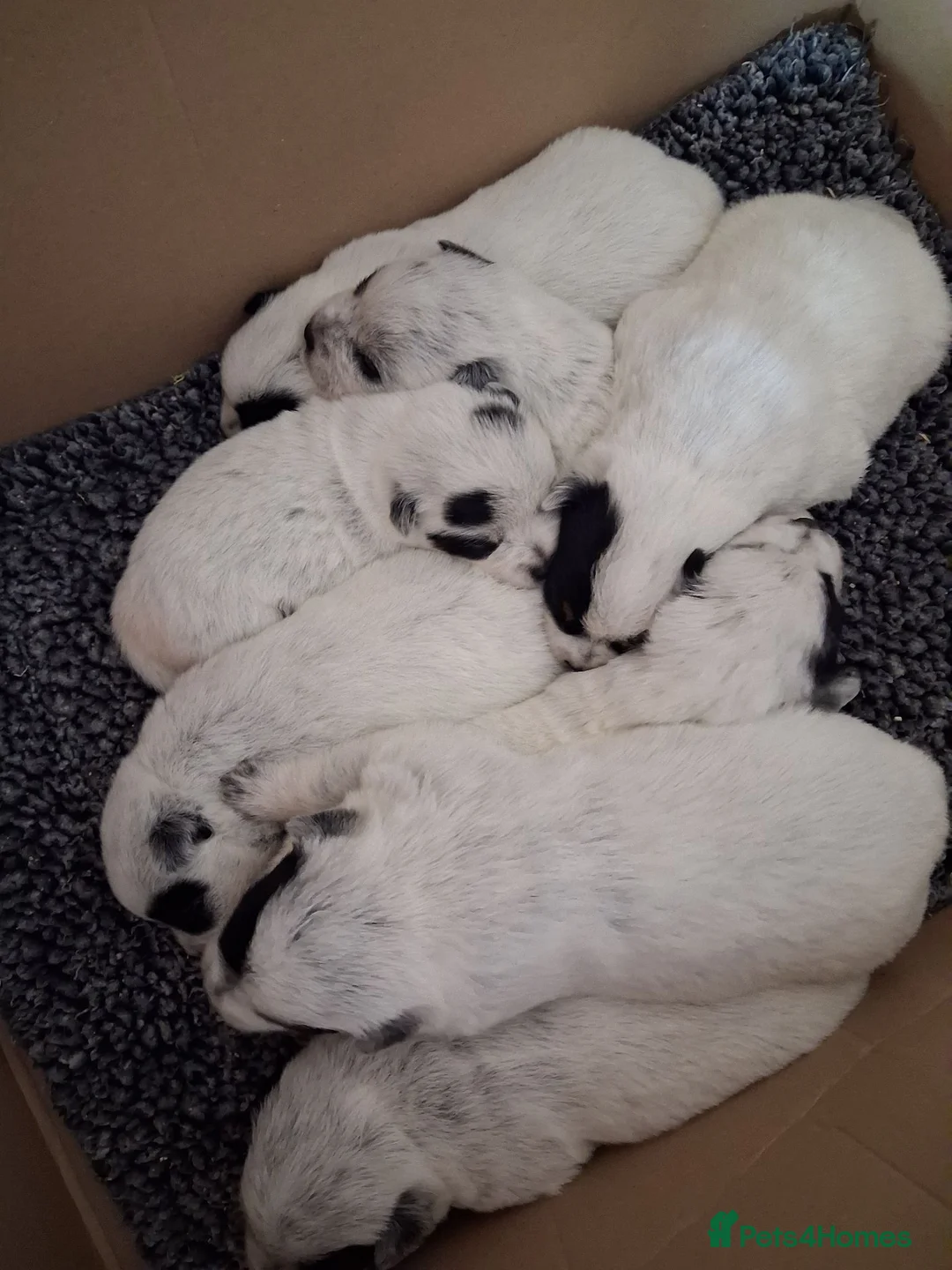 Australian Cattle Dog dogs for sale: Stunning cattle dogs waiting list now open - Advert 2